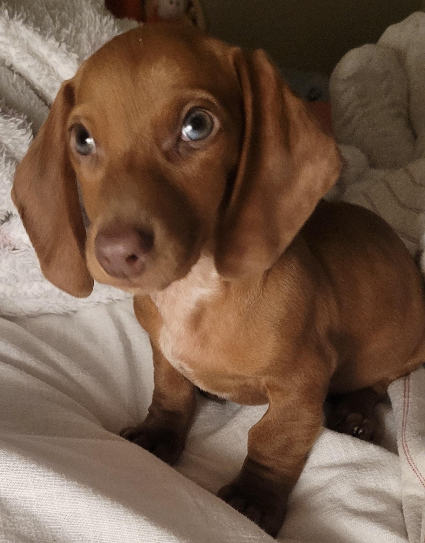 Plum, ADOPTABLE, Puppy Male Dachshund.