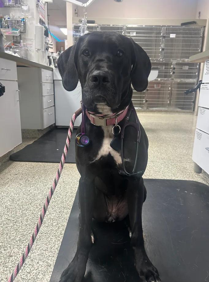 Enlarge Maggie, a Adoptable Great Dane in Martinsburg, WV image 2/4