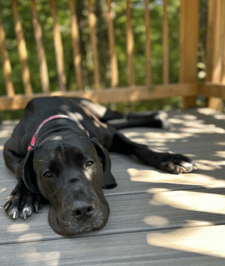Enlarge Maggie, a Adoptable Great Dane in Martinsburg, WV image 4/4