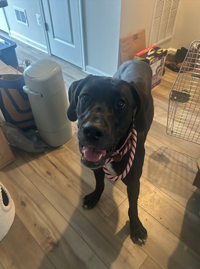Maggie, Adoptable, Young Female Great Dane.