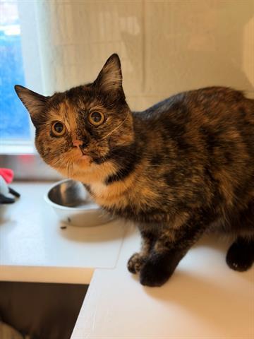 GRAVY, Adoptable, Young Female Domestic Short Hair.