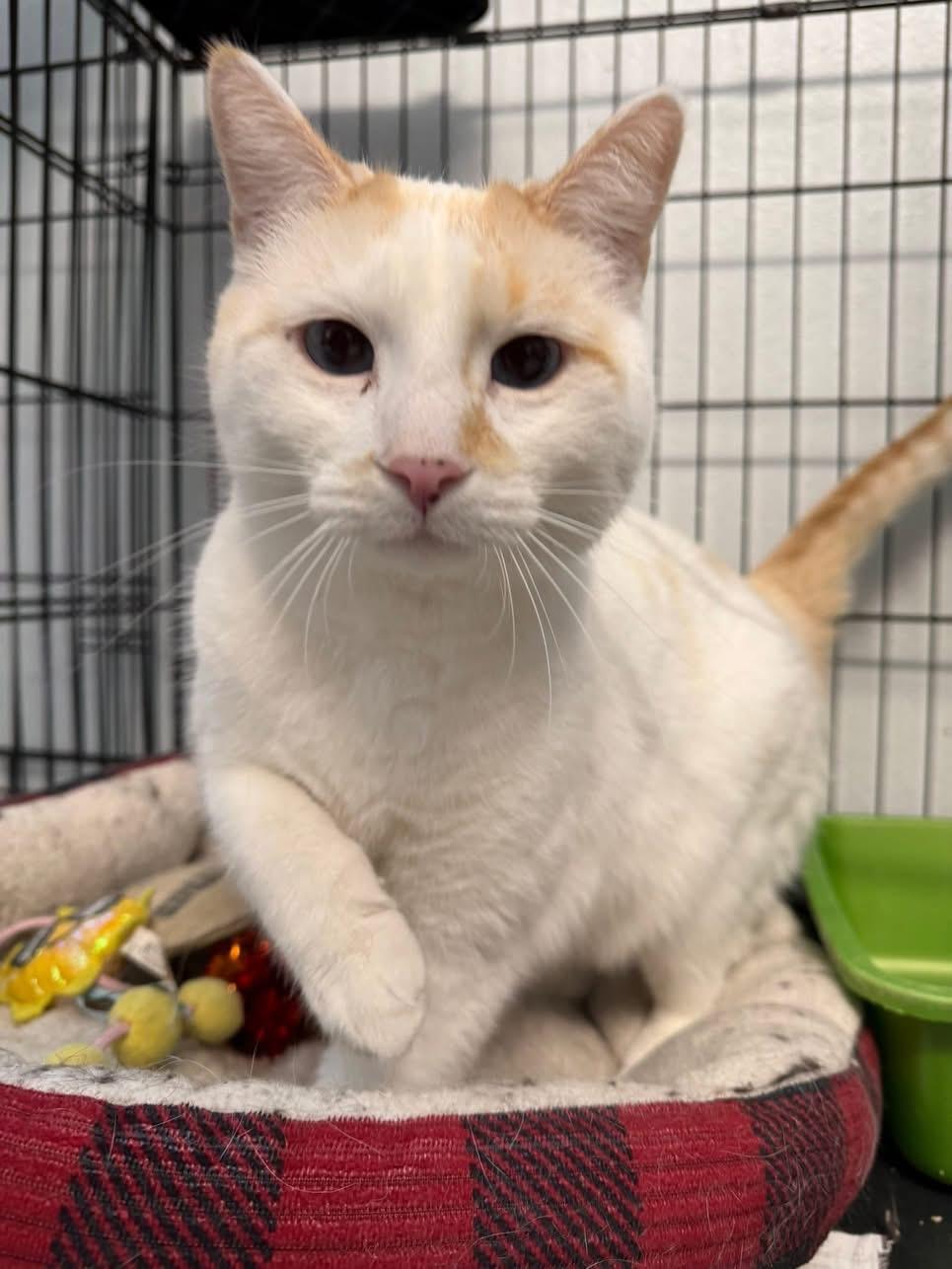 Yeti, ADOPTABLE, Adult Male Domestic Short Hair.