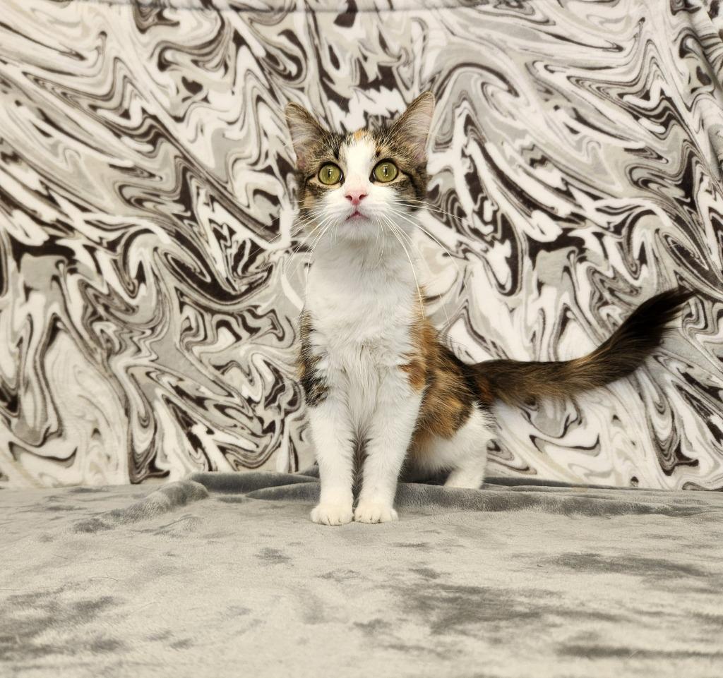 Enlarge Winnie, an adopted Domestic Long Hair in Benld, IL image 1/1