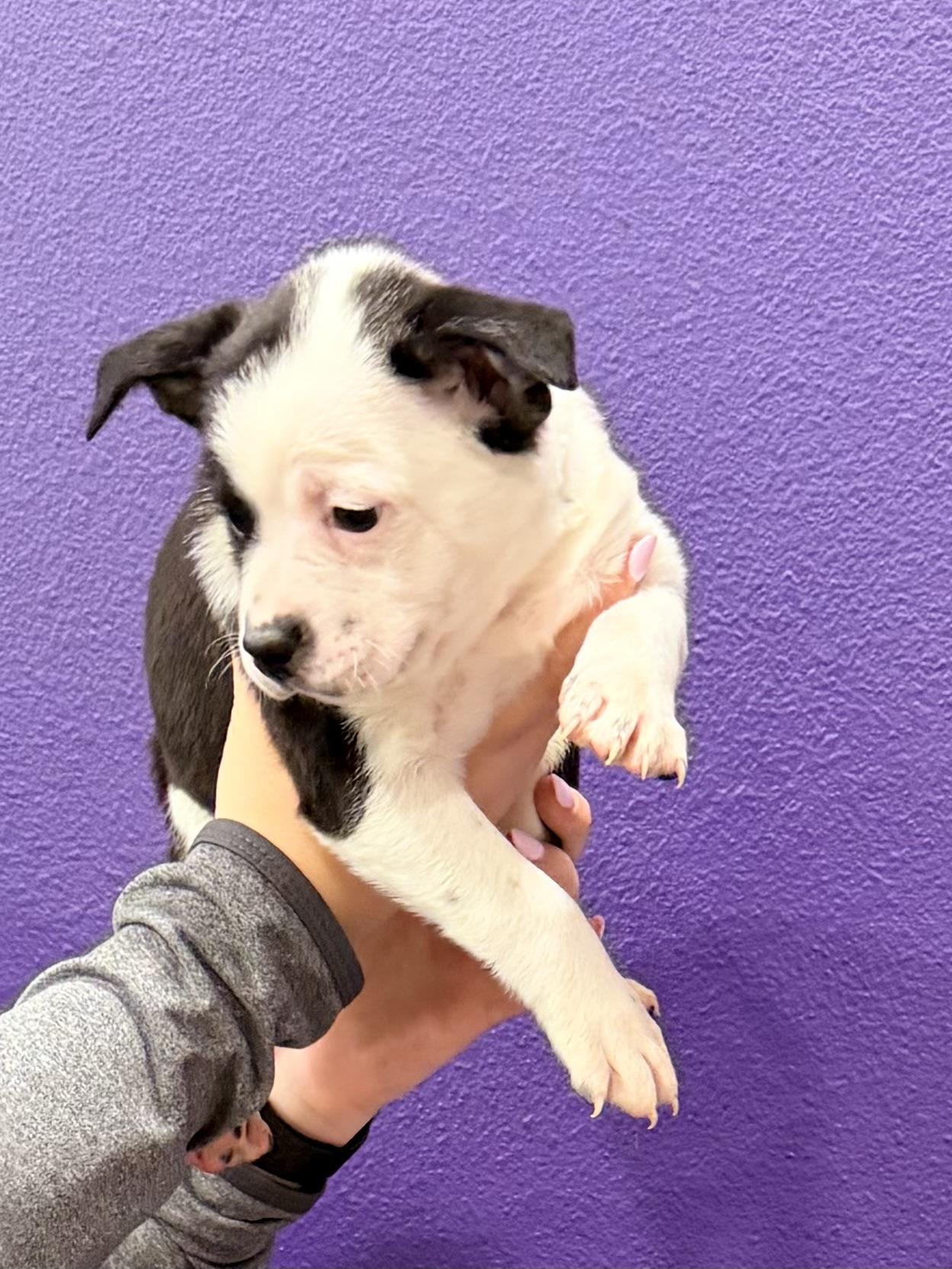 Enlarge Bandit, a ADOPTABLE mixed breed in Baker, LA image 3/3