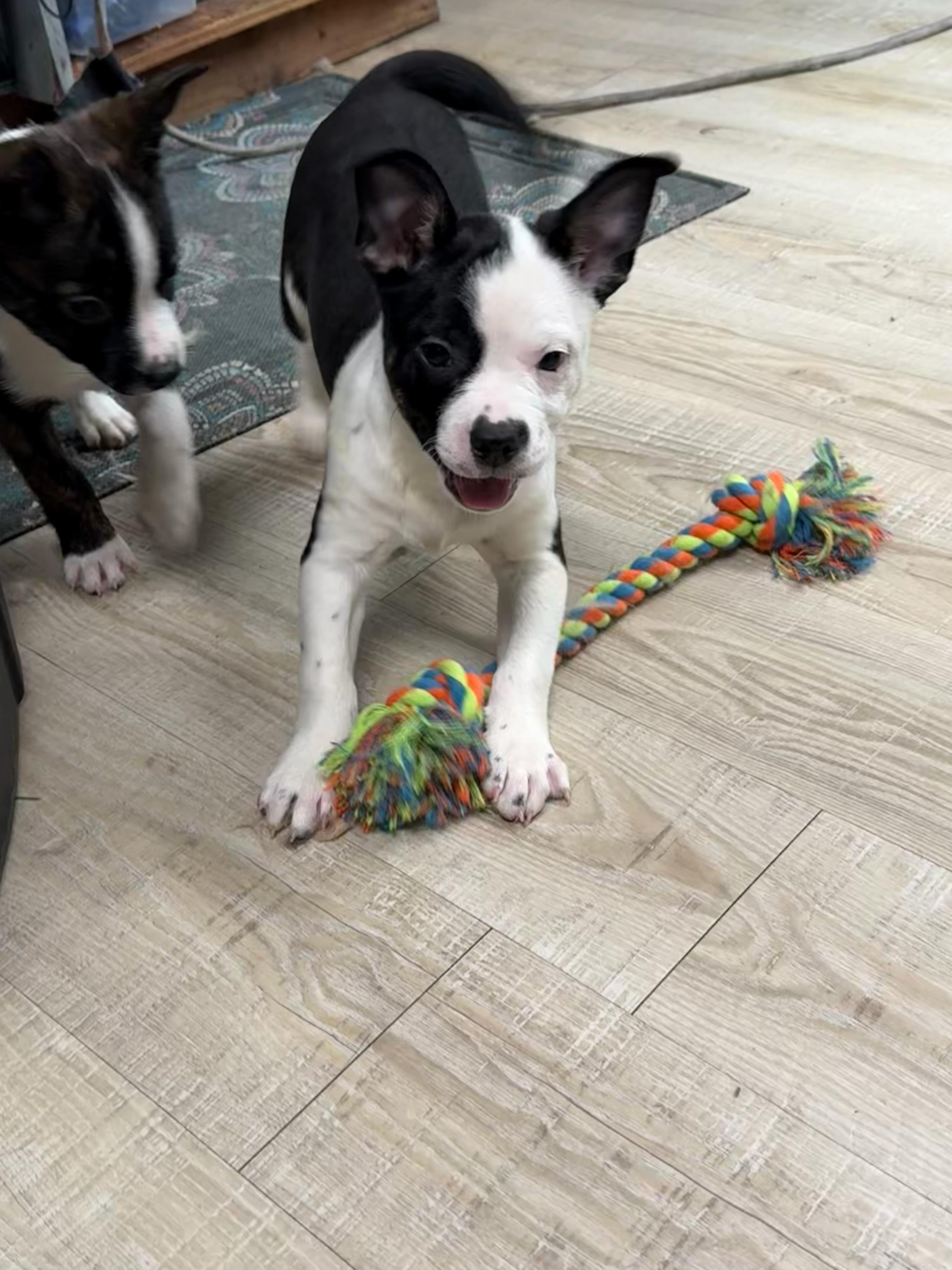Enlarge Bandit, a ADOPTABLE mixed breed in Baker, LA image 2/5