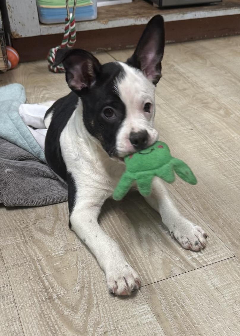 Bandit, ADOPTABLE, Puppy Male Boston Terrier & Australian Cattle Dog / Blue Heeler.