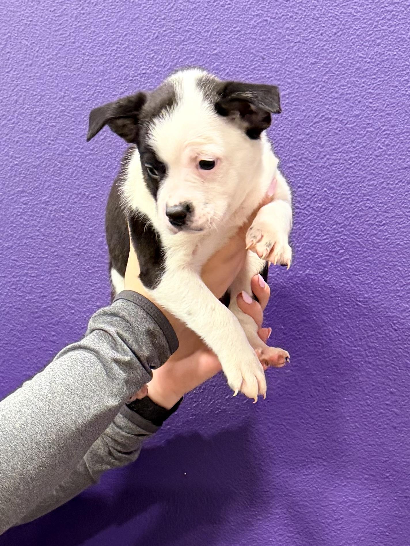 Enlarge Bandit, a ADOPTABLE mixed breed in Baker, LA image 2/3