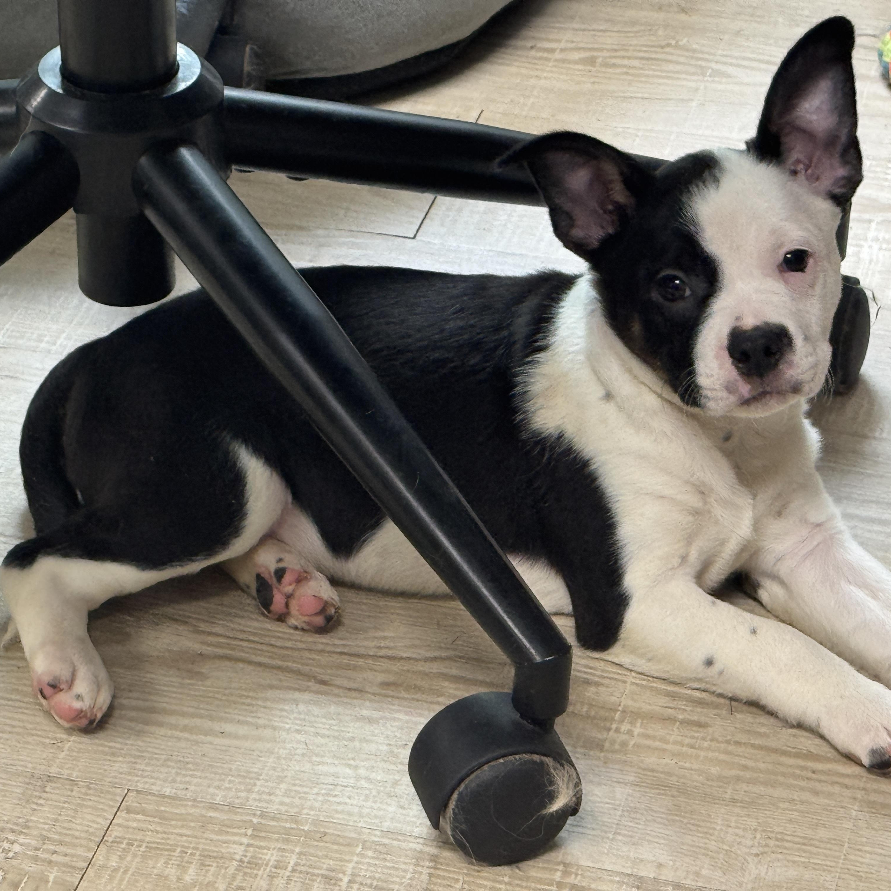 Enlarge Bandit, a ADOPTABLE mixed breed in Baker, LA image 4/5