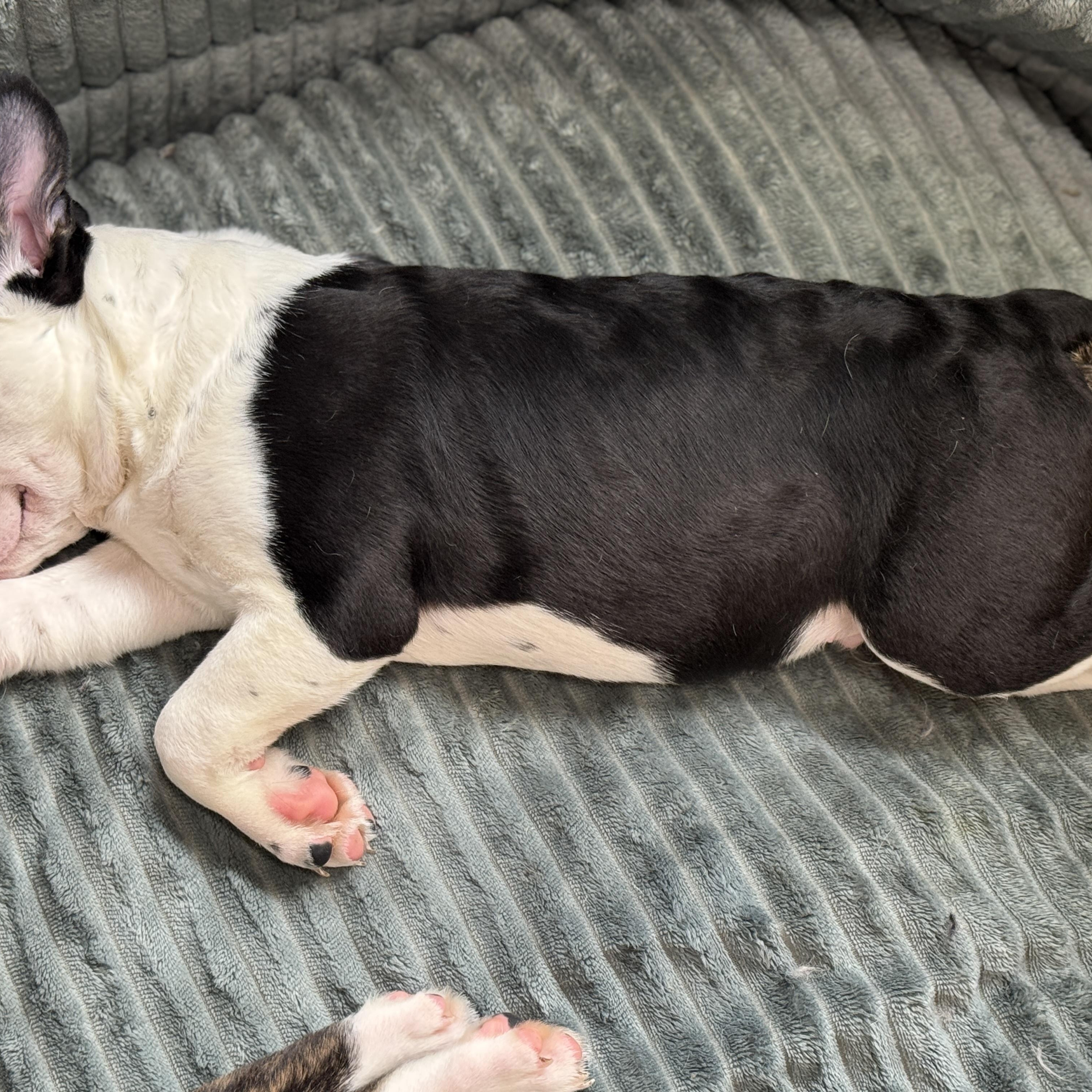 Enlarge Bandit, a ADOPTABLE mixed breed in Baker, LA image 3/5