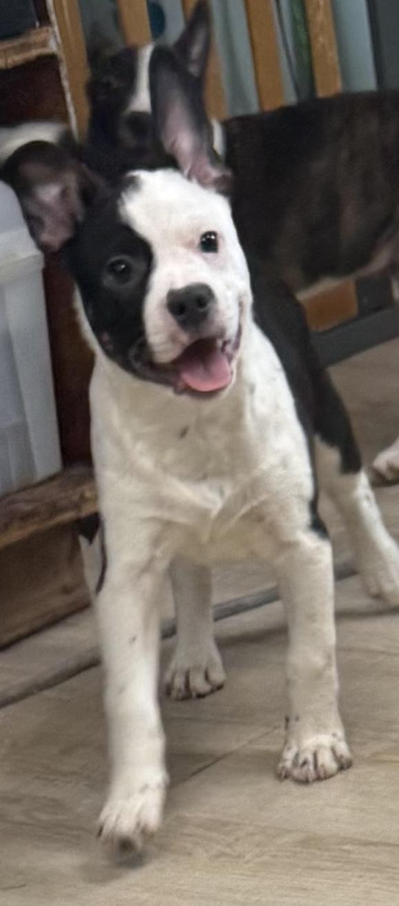 Enlarge Bandit, a ADOPTABLE mixed breed in Baker, LA image 5/5