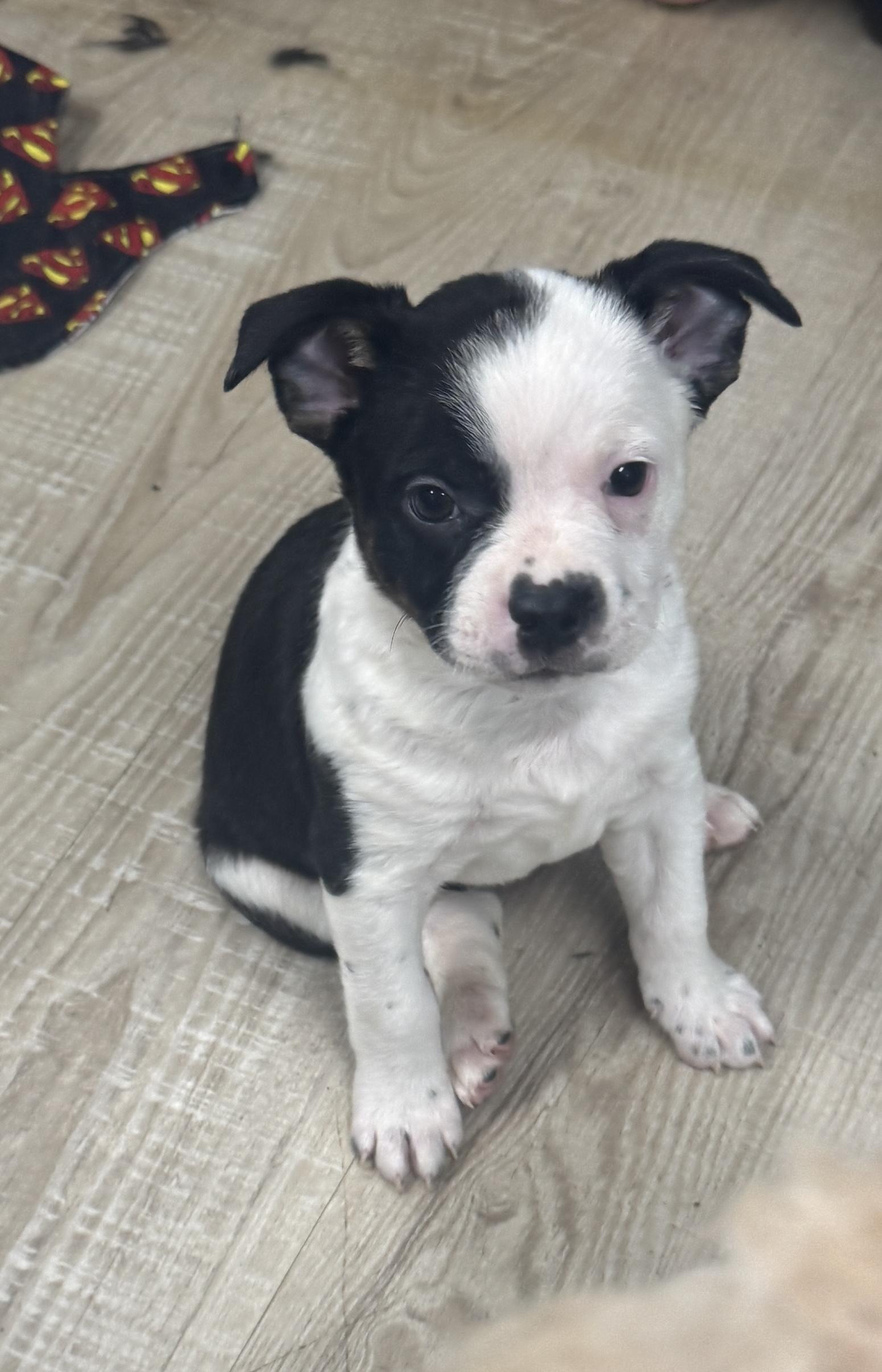 Bandit, ADOPTABLE, Puppy Male Boston Terrier & Australian Cattle Dog / Blue Heeler.