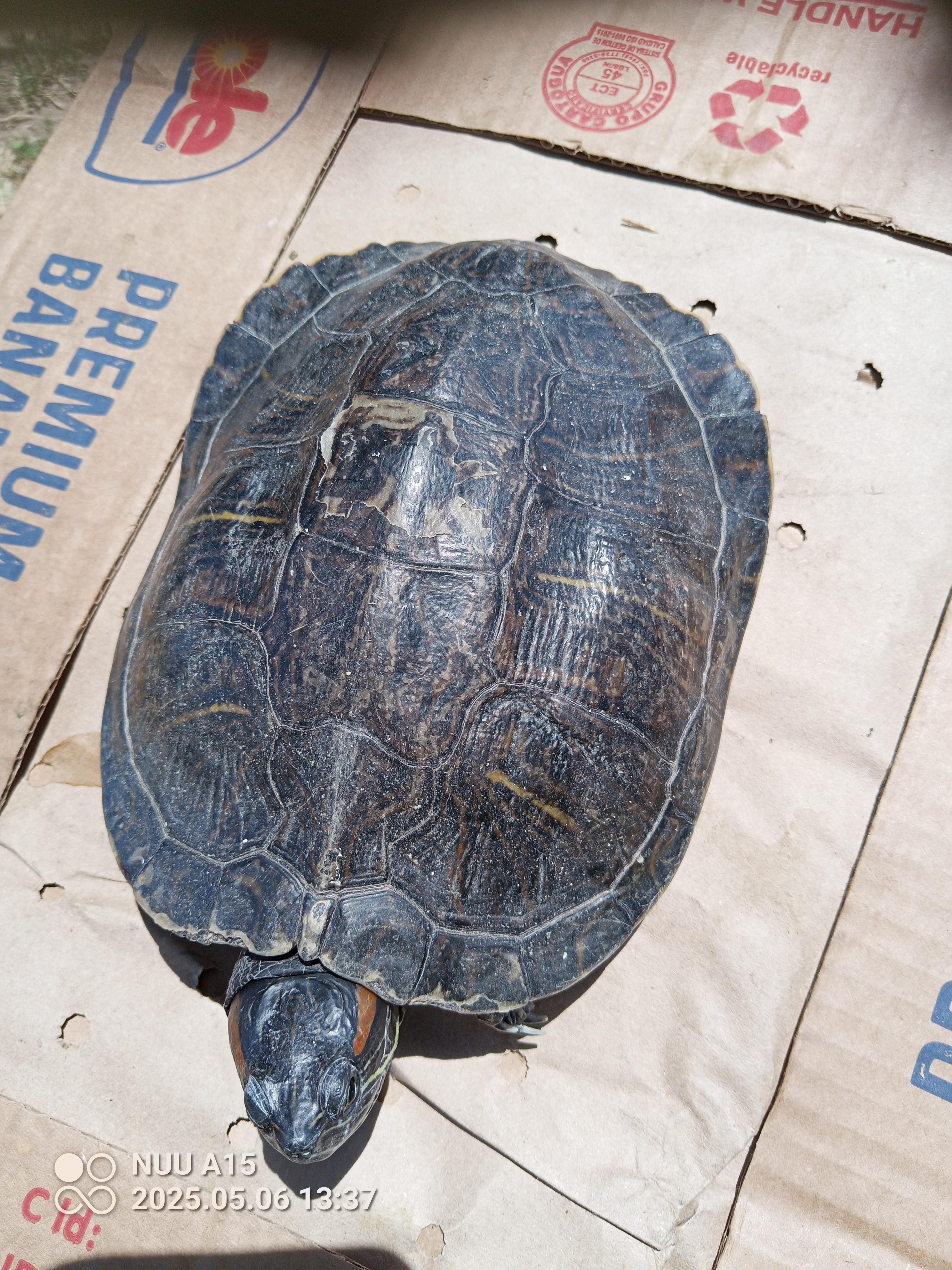 RES turtle 22-25, Adoptable, Adult Female Red-Eared Slider.