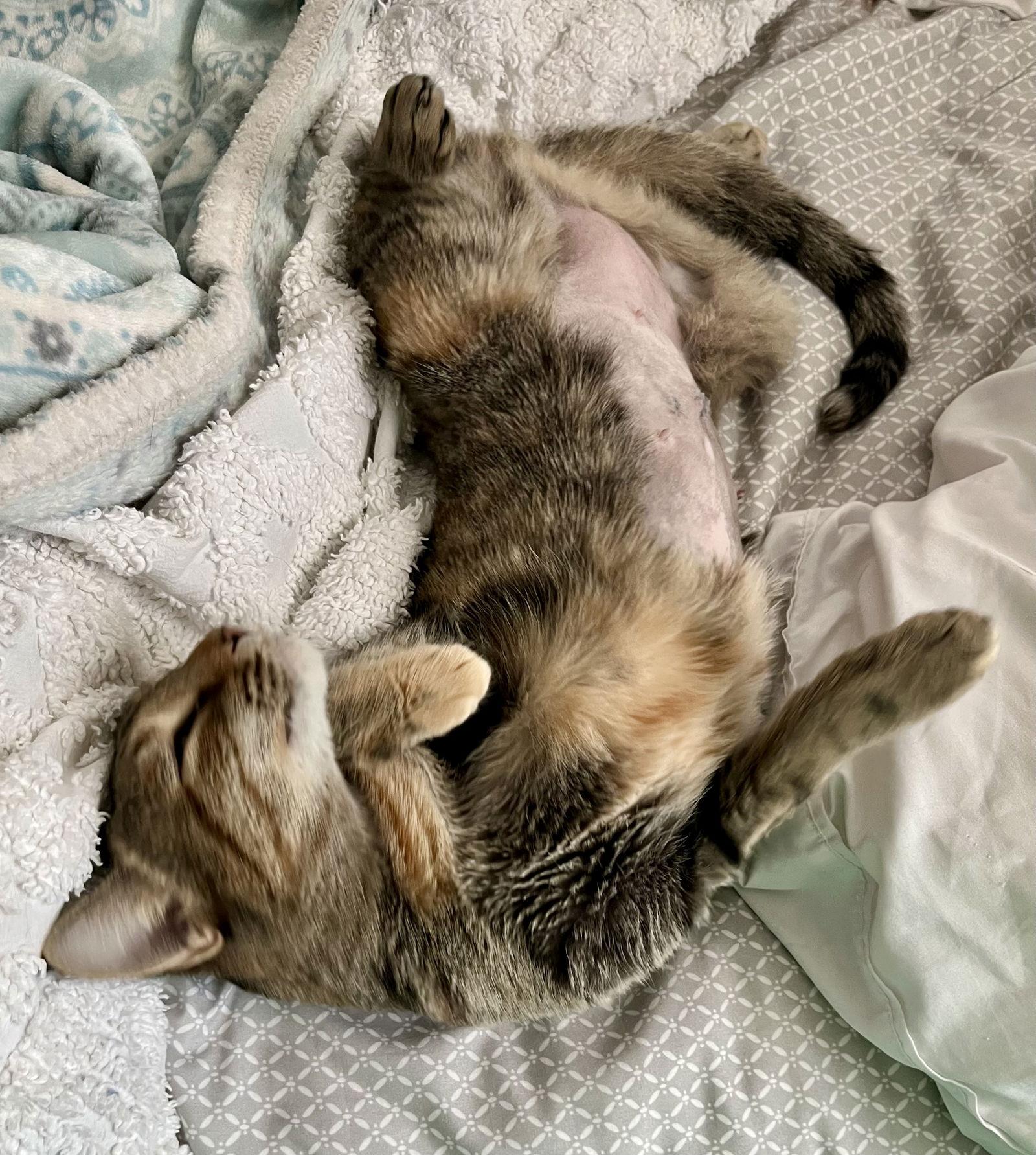 Daphne, a Adoptable Tortoiseshell in Rural Hall, NC image 1/3