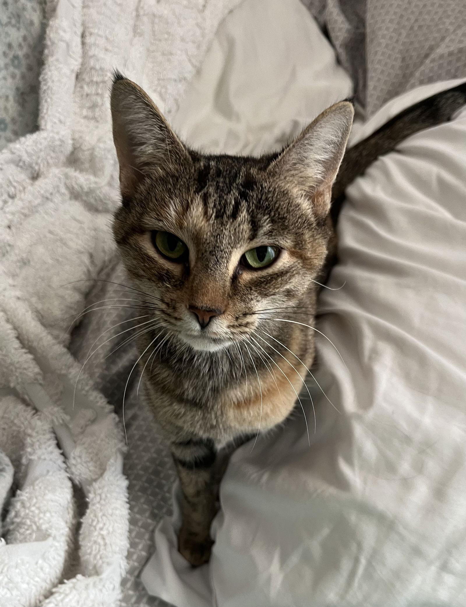 Daphne, a Adoptable Tortoiseshell in Rural Hall, NC image 2/3