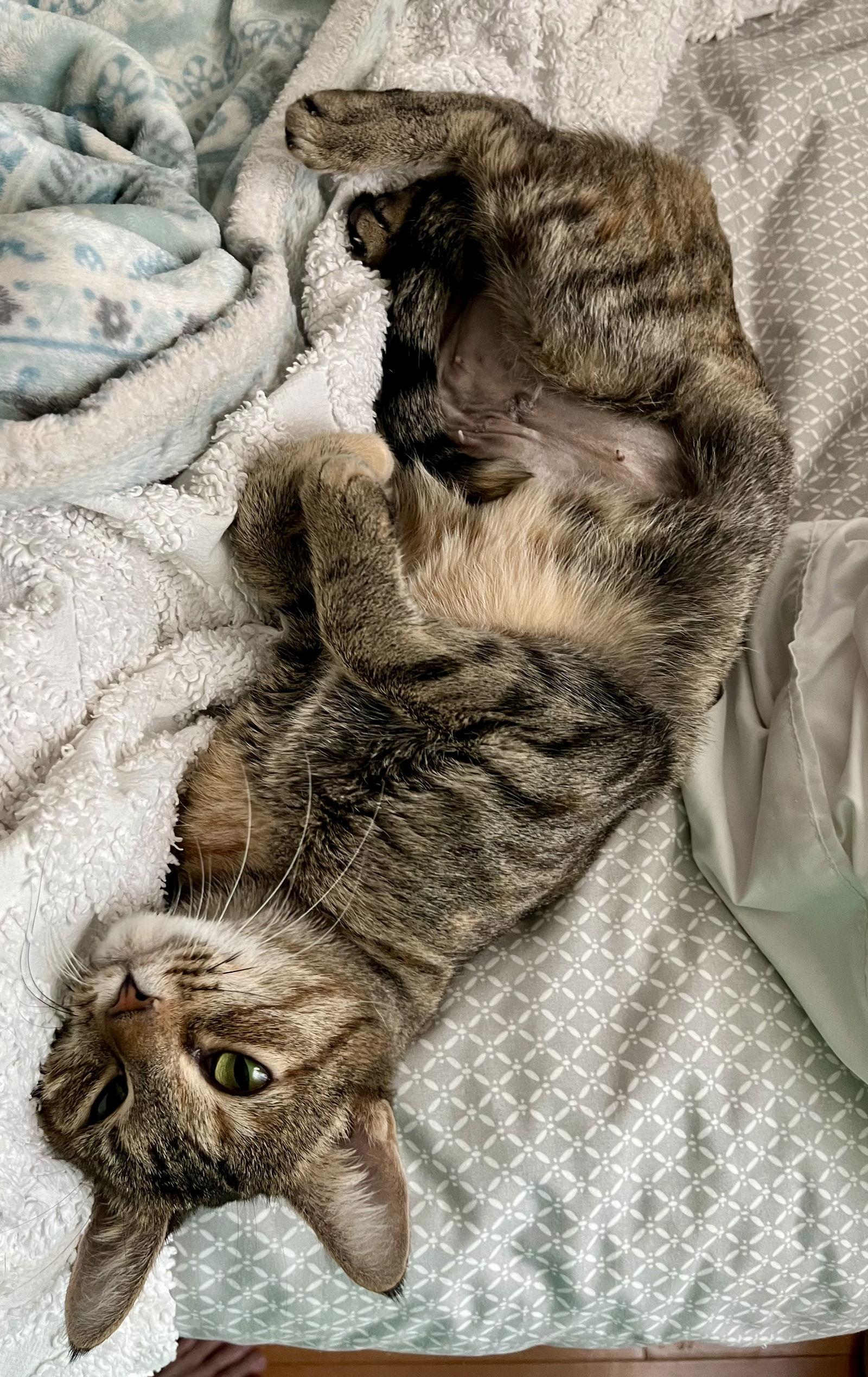 Daphne, a Adoptable Tortoiseshell in Rural Hall, NC image 3/3