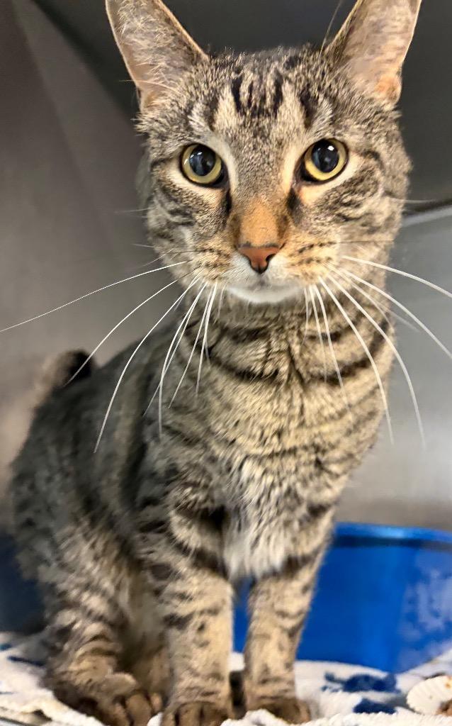 Maui, Adoptable, Young Male Domestic Short Hair.