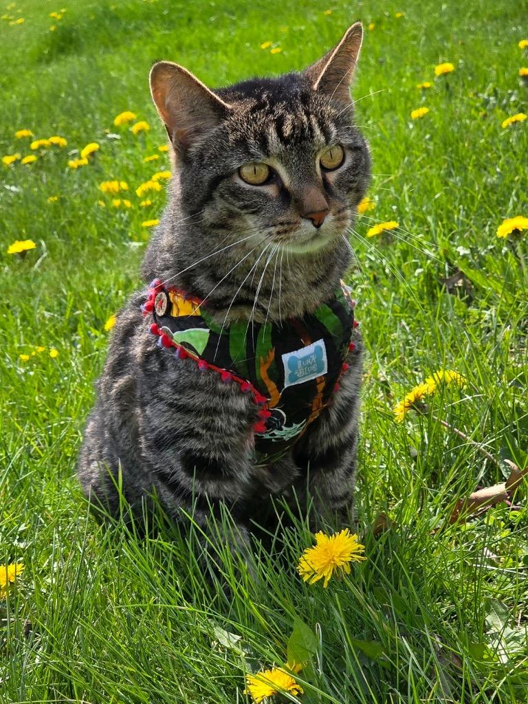 Enlarge Maui, a Adoptable mixed breed in Huntington, IN image 2/2