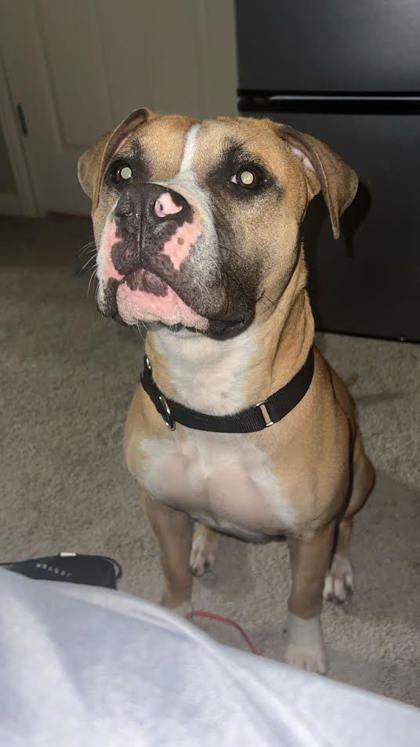 Koda (150665) (In a Foster Home)