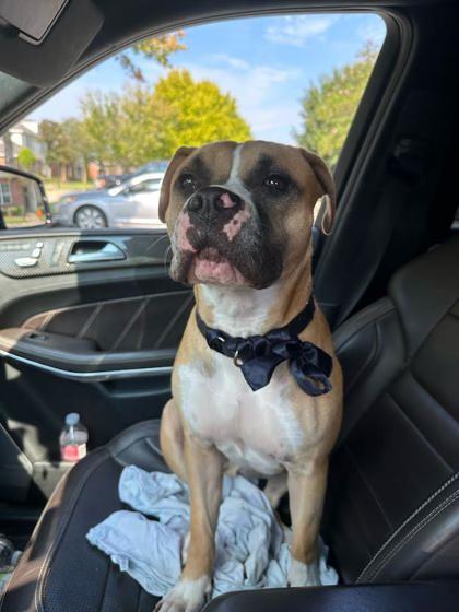 Koda (150665) (In a Foster Home), Adoptable, Adult Male Boxer.