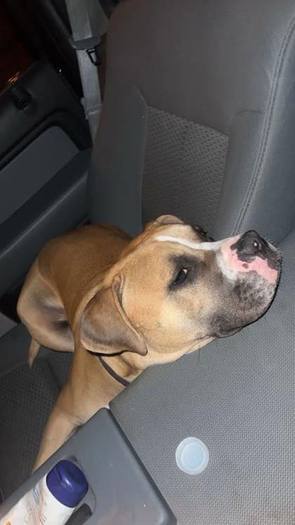 Enlarge Koda (150665) (In a Foster Home), a Adoptable mixed breed in Baton Rouge, LA image 5/6