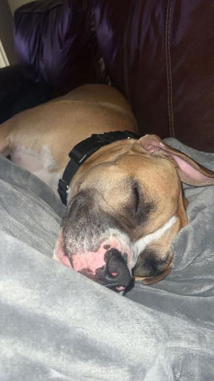 Koda (150665) (In a Foster Home)