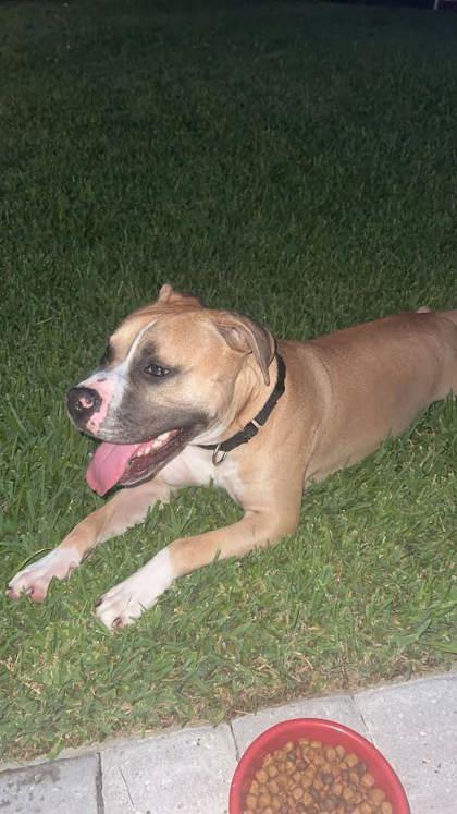 Koda (150665) (In a Foster Home)