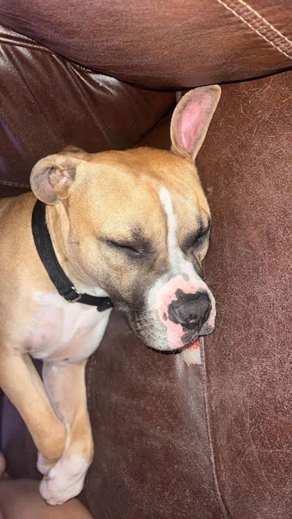 Koda (150665) (In a Foster Home)