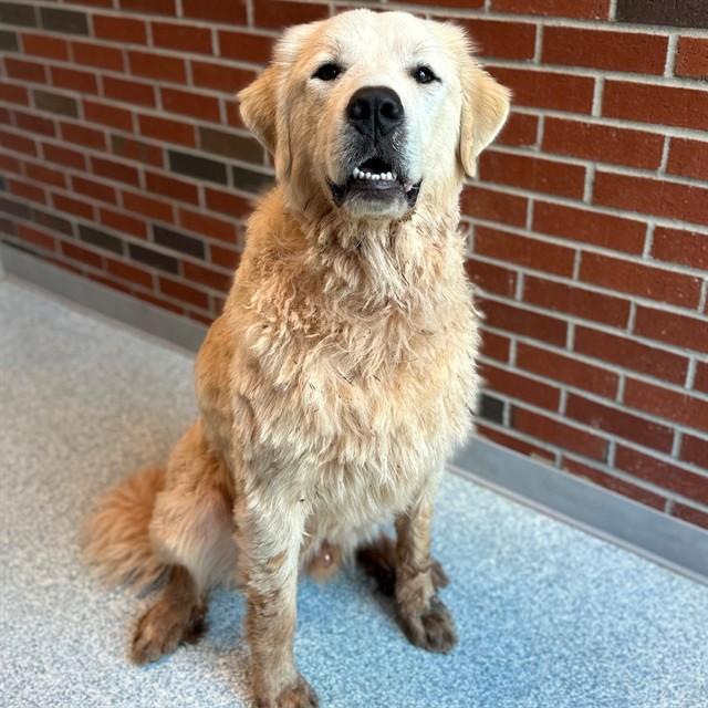 MACKEREL, Adoptable, Young Male Great Pyrenees.