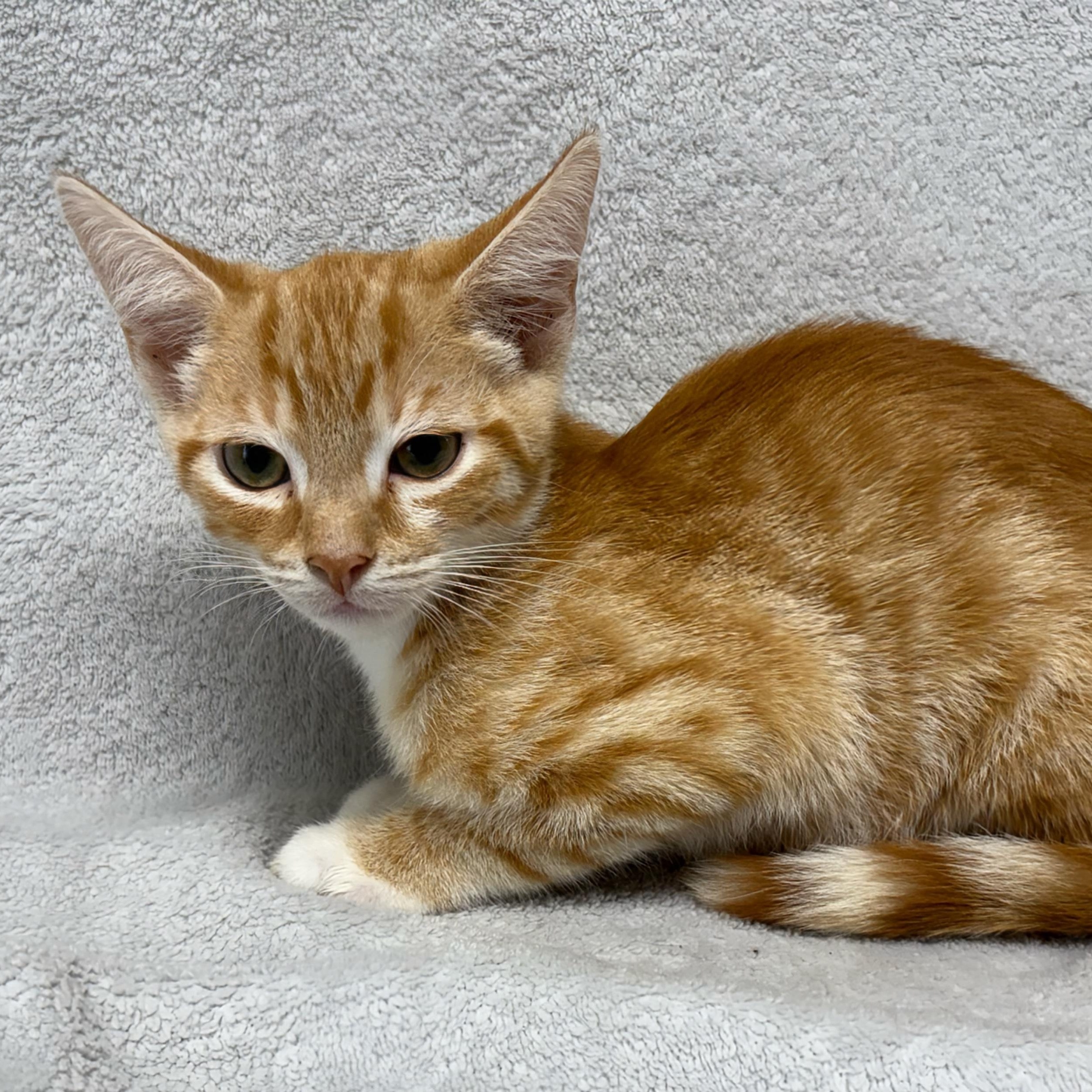 Damian, Young Male Domestic Short Hair