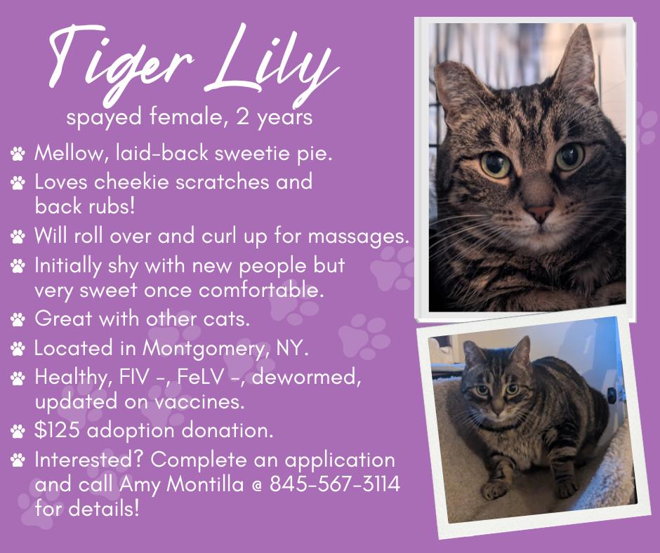 Tiger Lily photo 2
