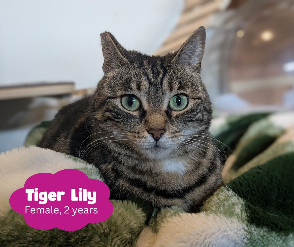 Tiger Lily