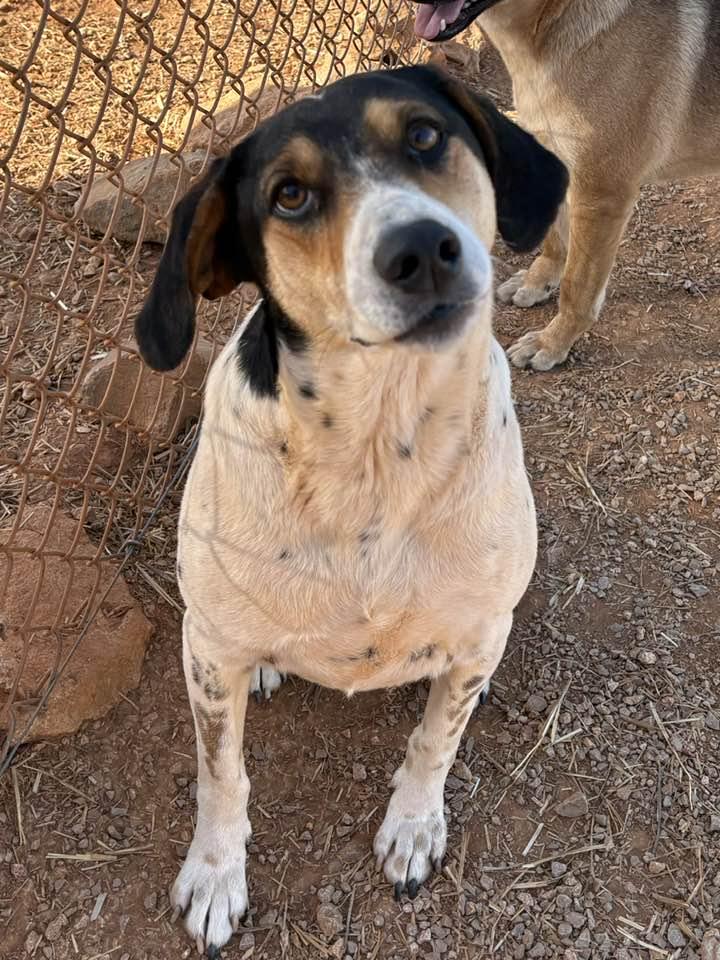 Enlarge Maggie (Sponsored), a ADOPTABLE mixed breed in Munfordville, KY image 1/3