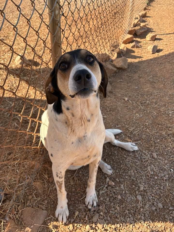 Enlarge Maggie (Sponsored), a ADOPTABLE mixed breed in Munfordville, KY image 3/3