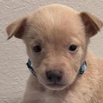 Serena — thumbnail 4