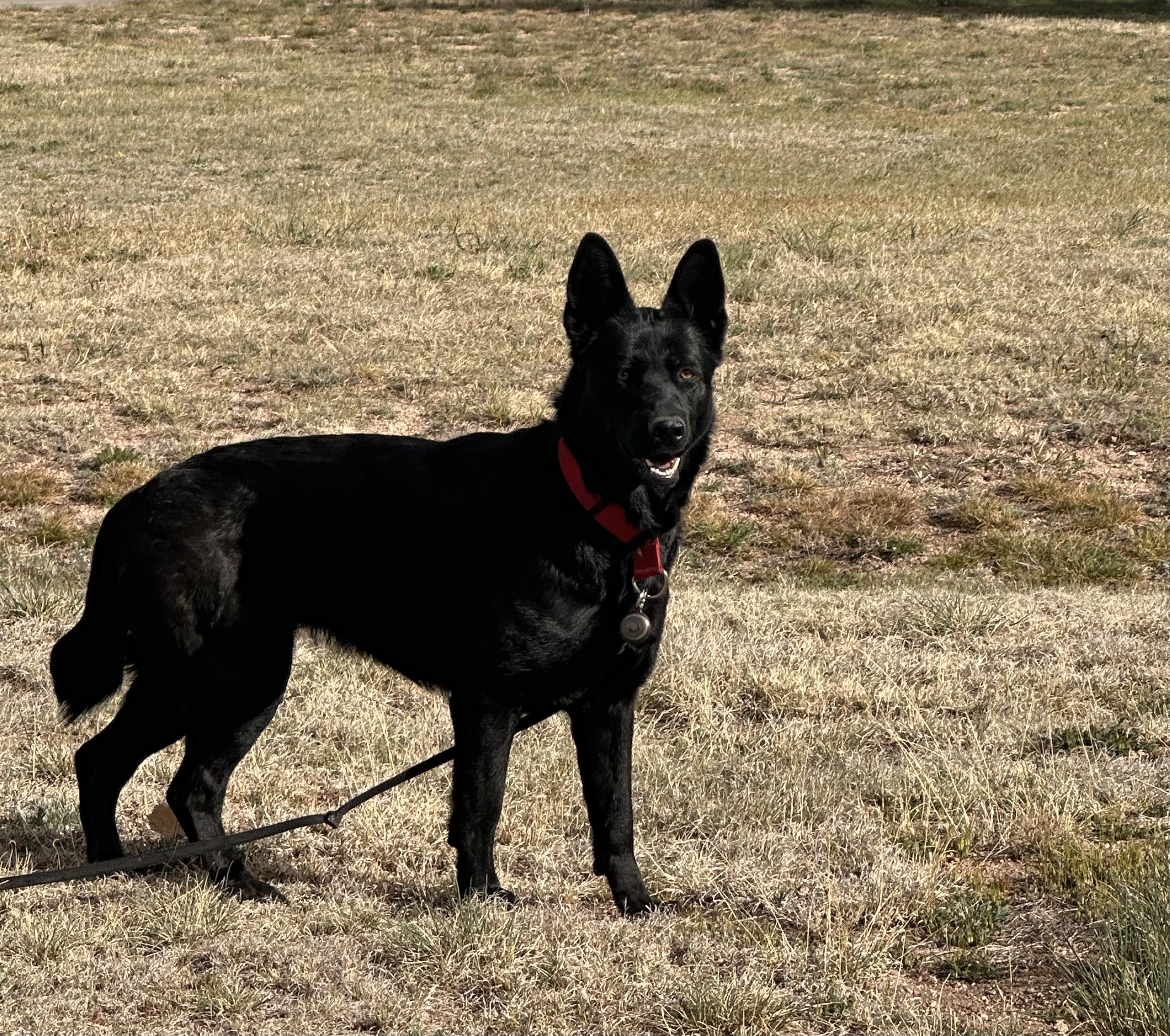 Shadow, a ADOPTABLE German Shepherd Dog in Colorado Springs, CO image 1/6