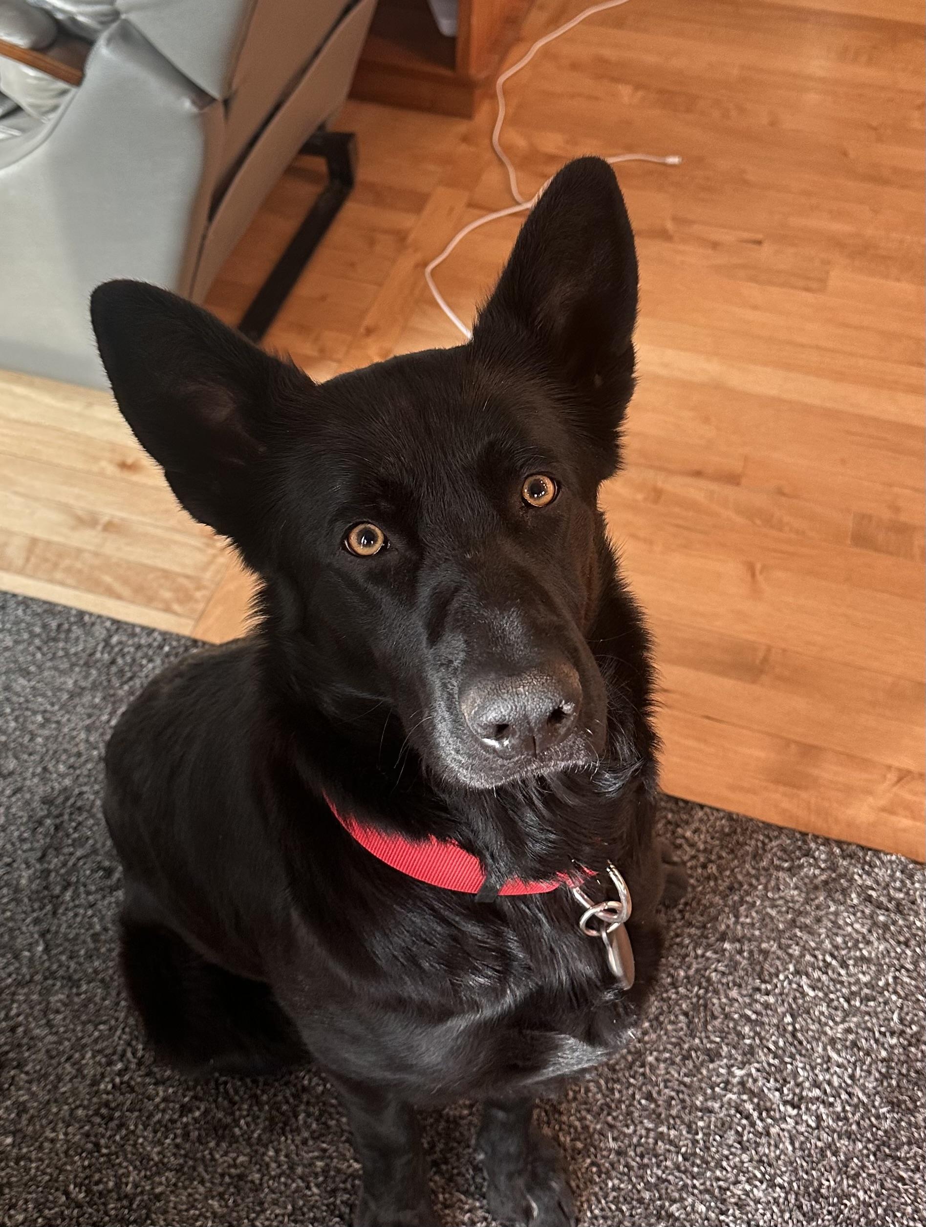 Shadow, a ADOPTABLE German Shepherd Dog in Colorado Springs, CO image 6/6