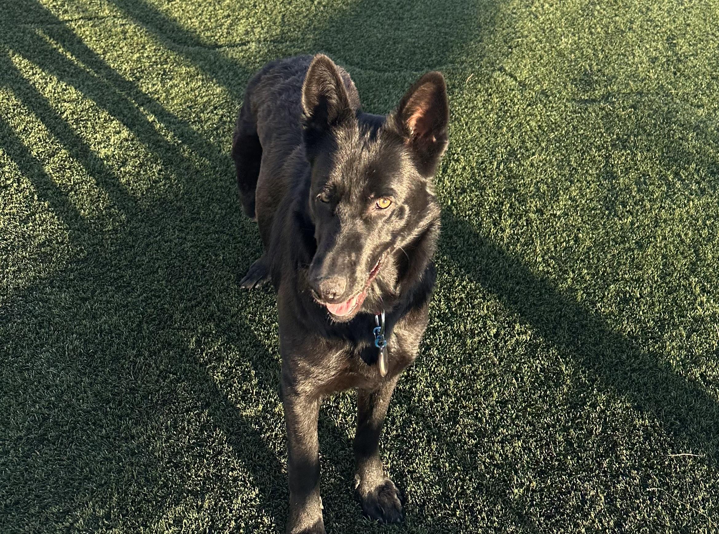 Shadow, a ADOPTABLE German Shepherd Dog in Colorado Springs, CO image 2/6