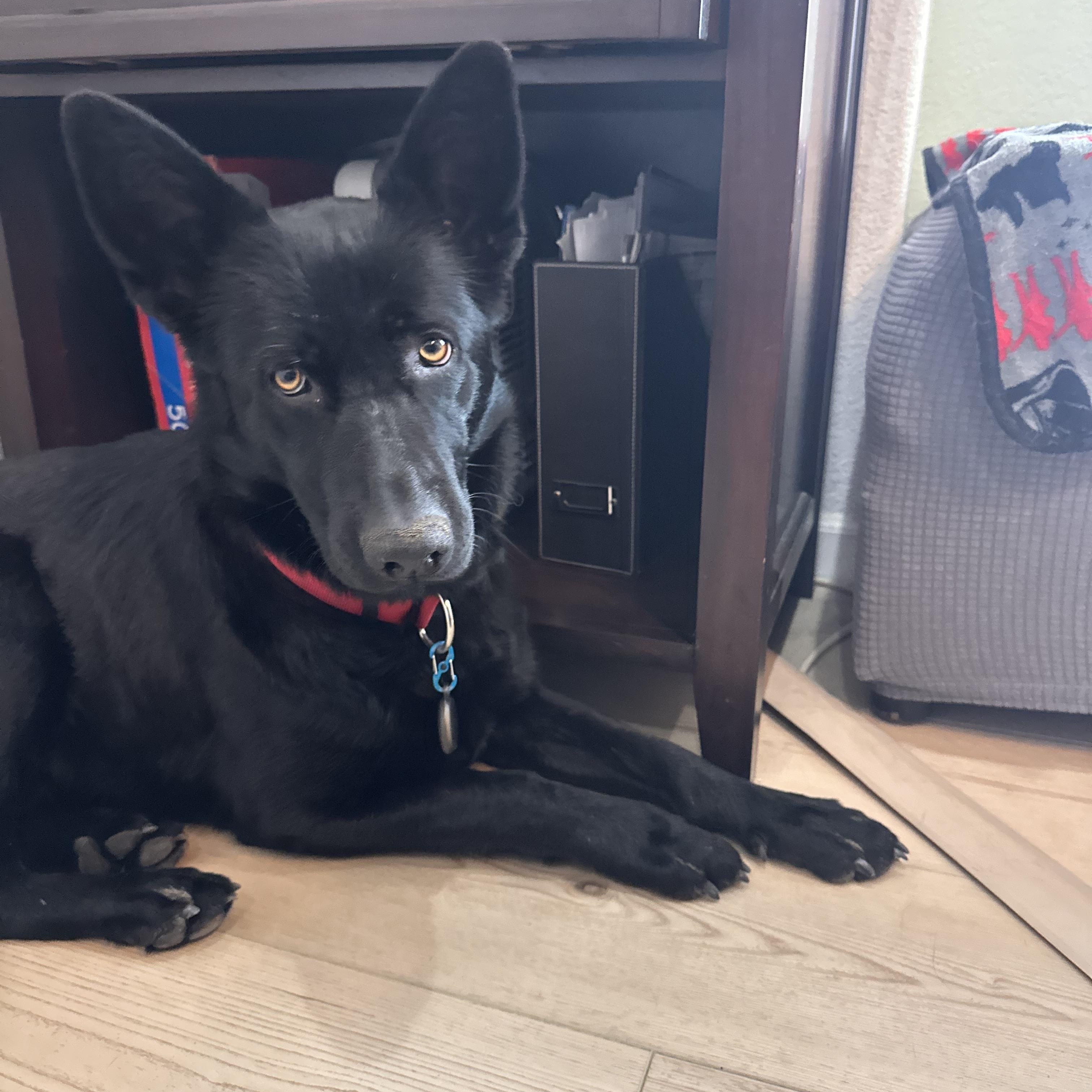 Shadow, a ADOPTABLE German Shepherd Dog in Colorado Springs, CO image 4/6