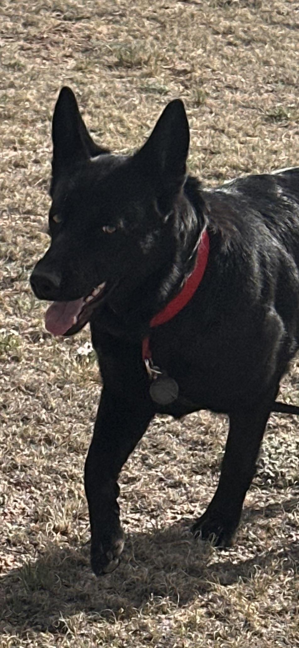 Shadow, a ADOPTABLE German Shepherd Dog in Colorado Springs, CO image 5/6