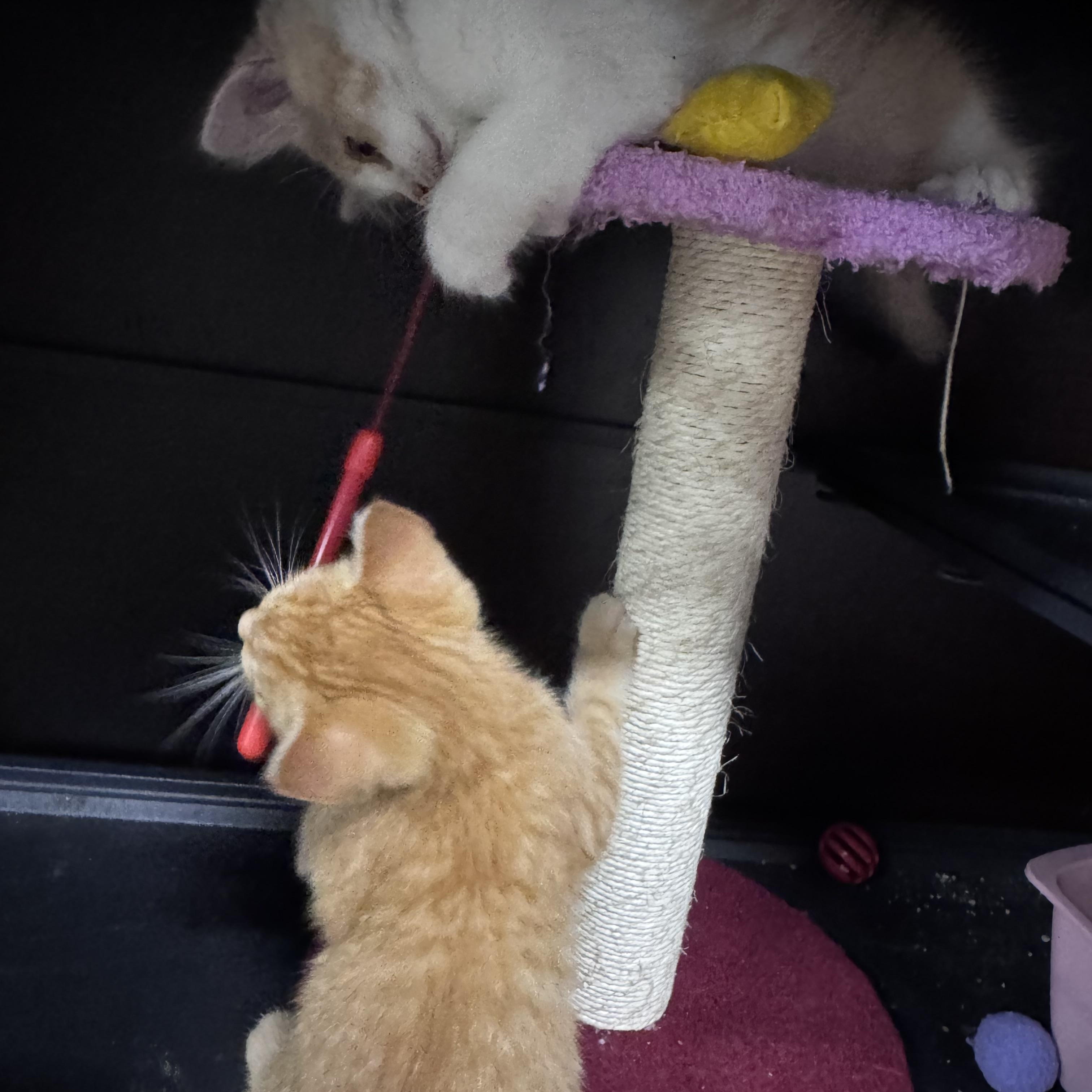 Enlarge Ray, a ADOPTABLE Domestic Short Hair in Midland, MI image 4/4