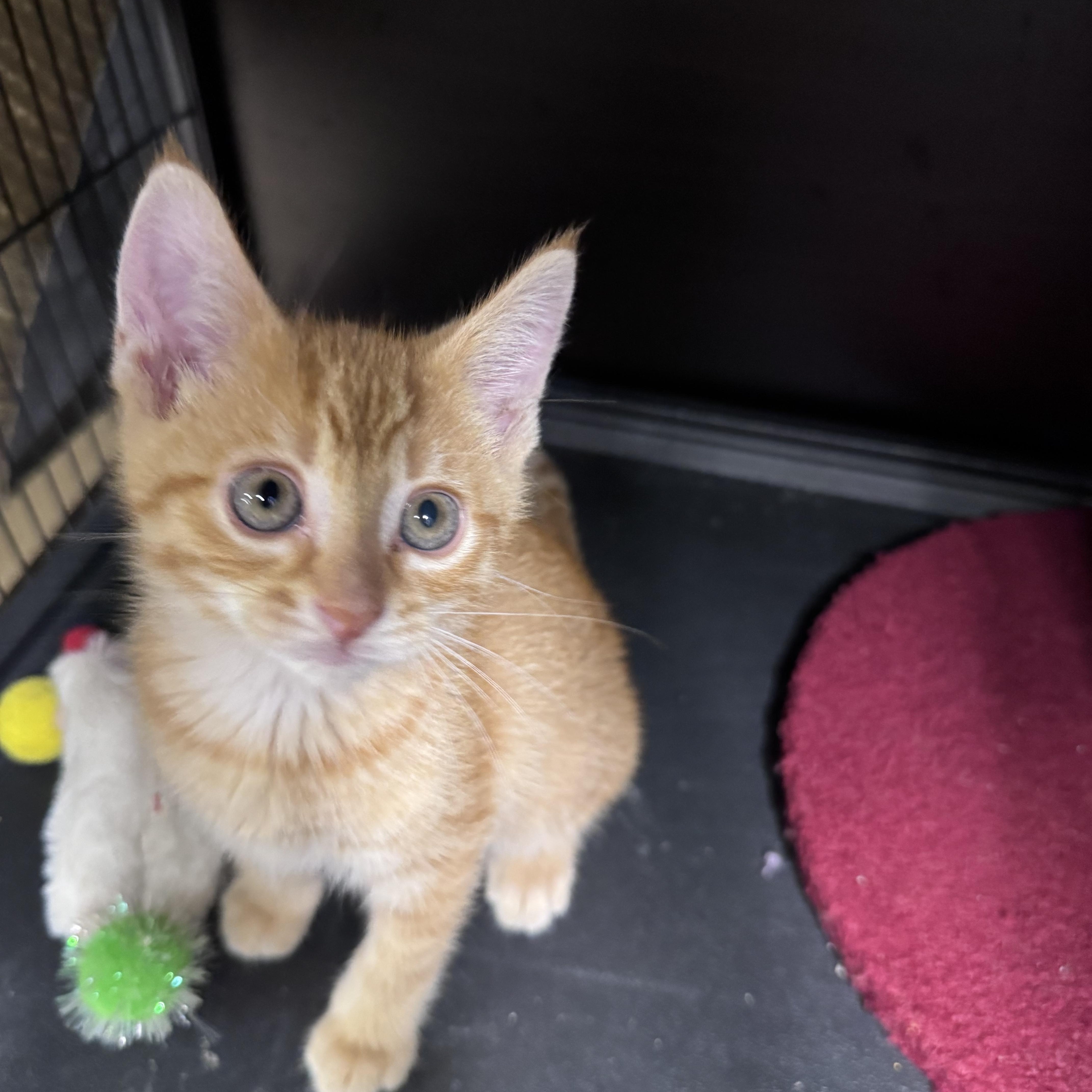 Ray, ADOPTABLE, Kitten Male Domestic Short Hair.