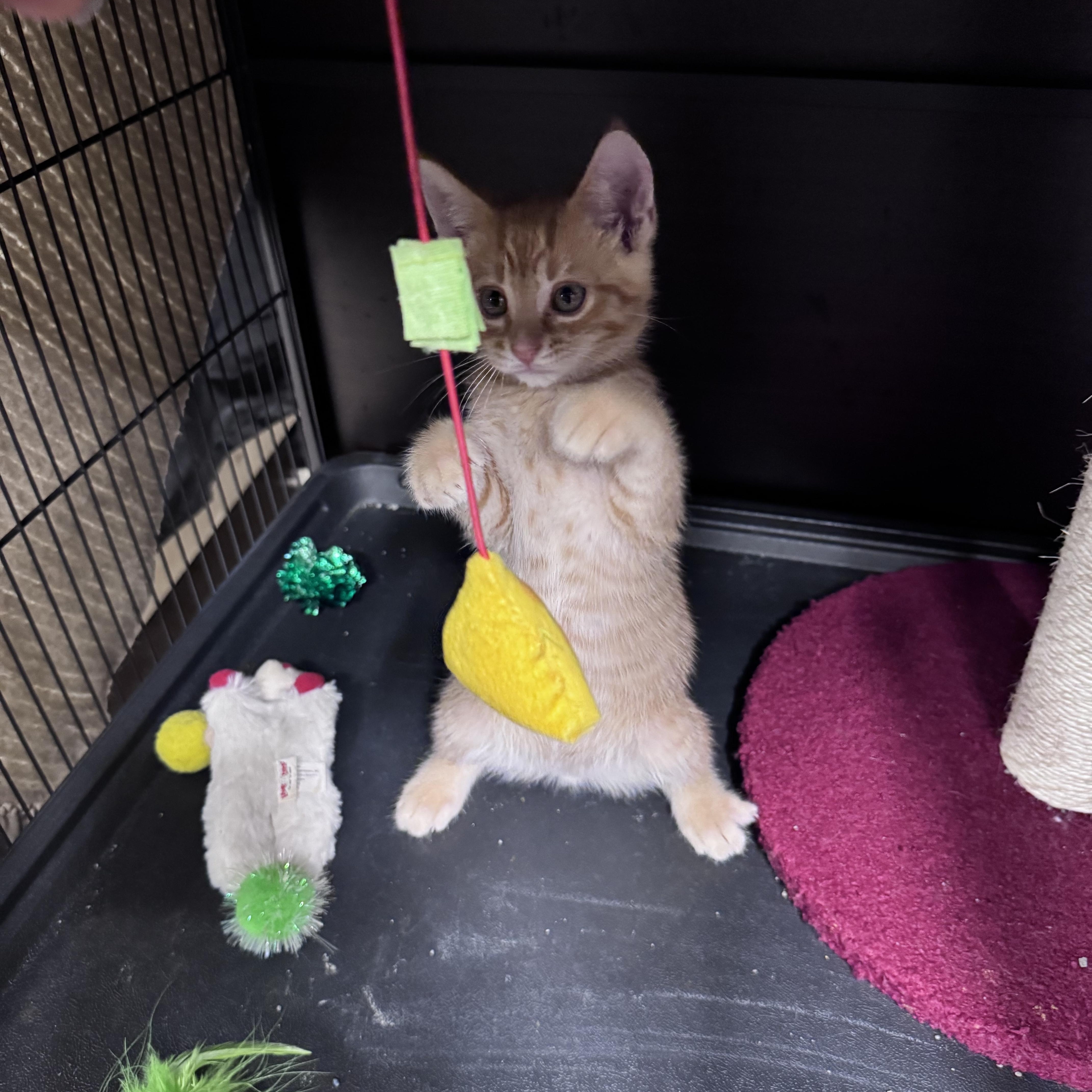 Enlarge Ray, a ADOPTABLE Domestic Short Hair in Midland, MI image 2/4