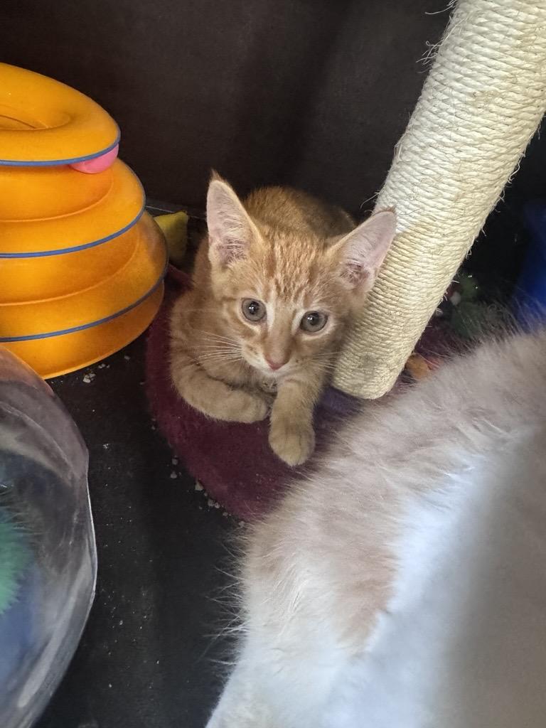 Enlarge Ray, a ADOPTABLE Domestic Short Hair in Midland, MI image 3/4
