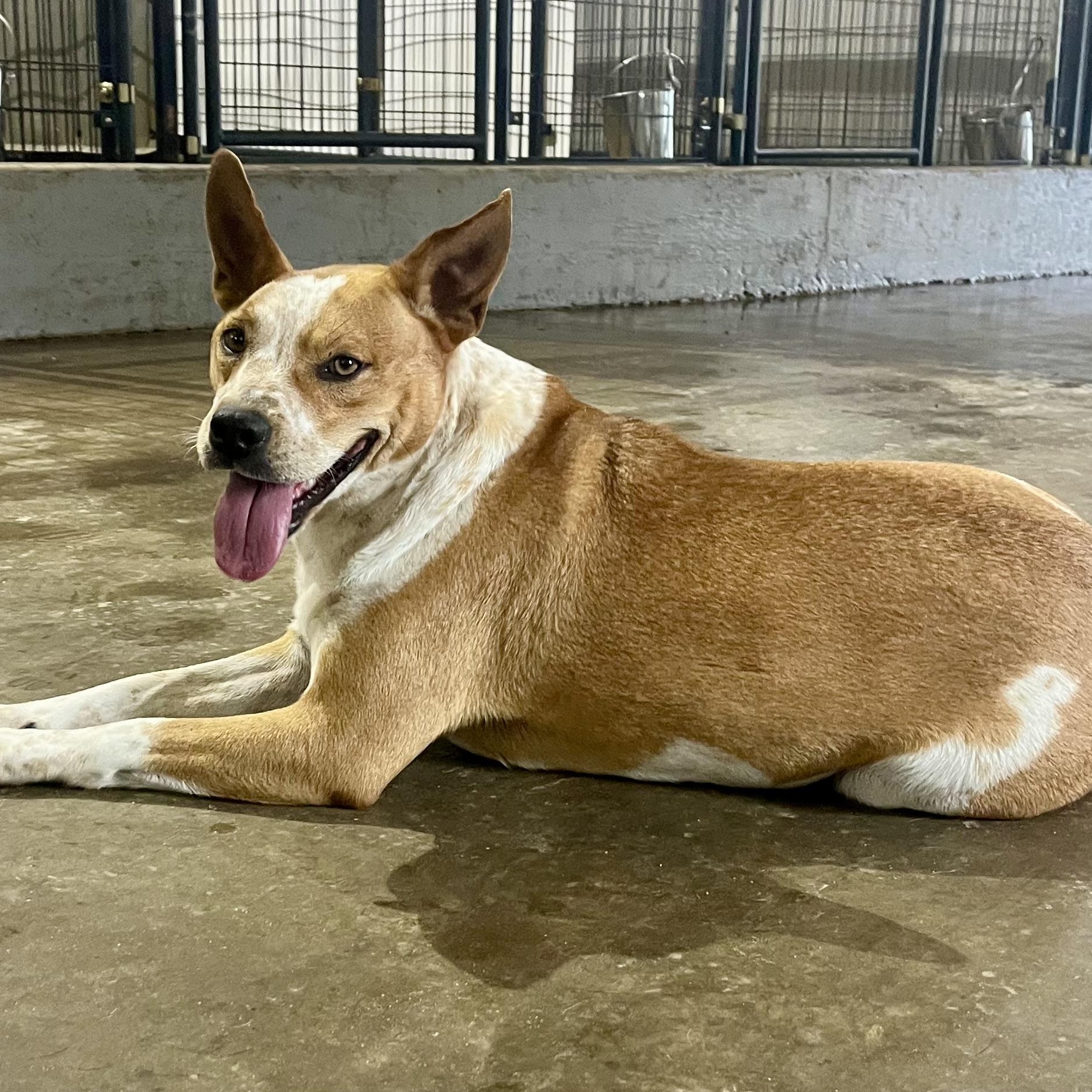 Honey Bee, a Adoptable mixed breed in Brewton, AL image 4/5