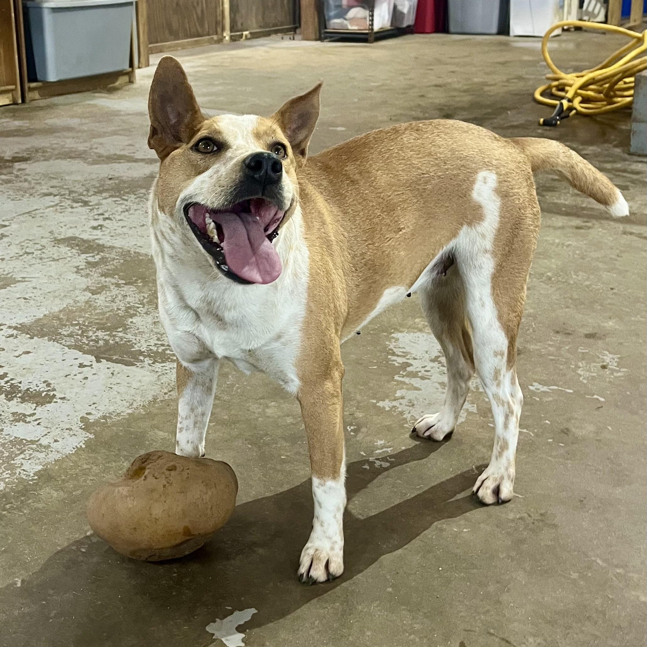 Honey Bee, a Adoptable mixed breed in Brewton, AL image 5/5