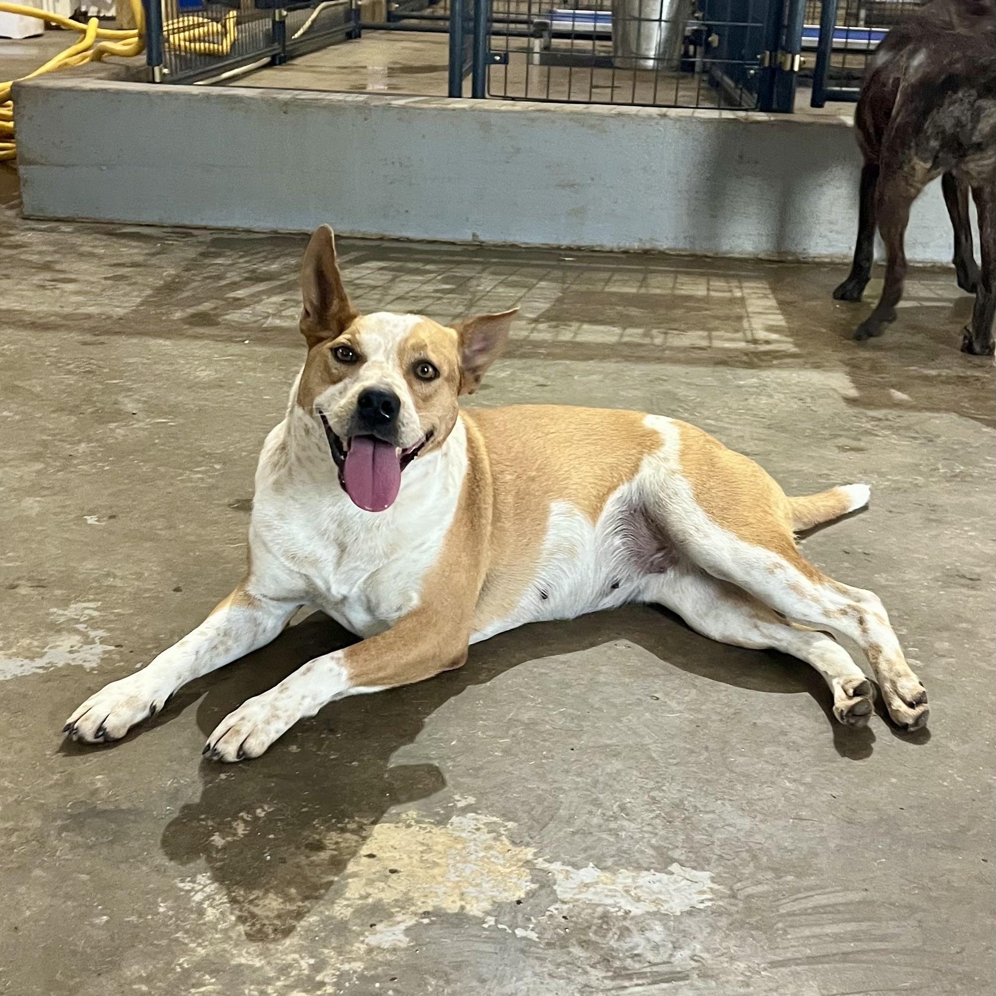 Honey Bee, a Adoptable mixed breed in Brewton, AL image 3/5