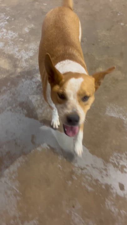 Enlarge Honey Bee, a Adoptable mixed breed in Brewton, AL video 2/5