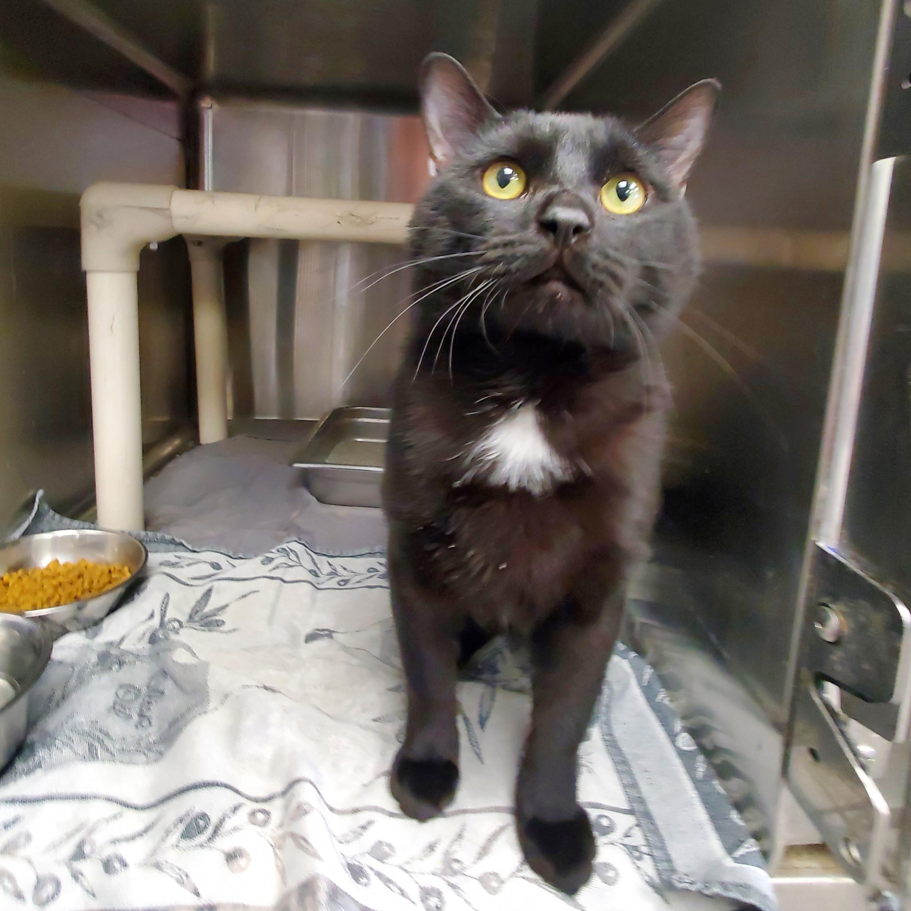 Eloise, adopted, Adult Male Domestic Short Hair.