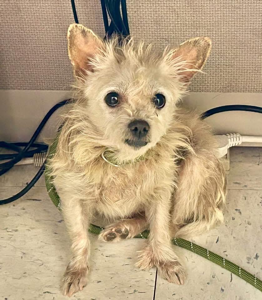 Nasha, Adoptable, Adult Female Miniature Poodle & Yorkshire Terrier.