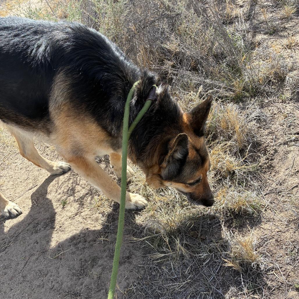 Jasmin , ADOPTABLE, Adult Female German Shepherd Dog.